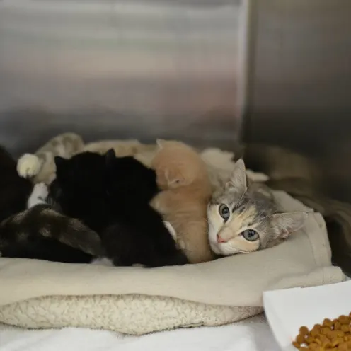 Cat with kittens at Animal Medical Center of Hattiesburg.